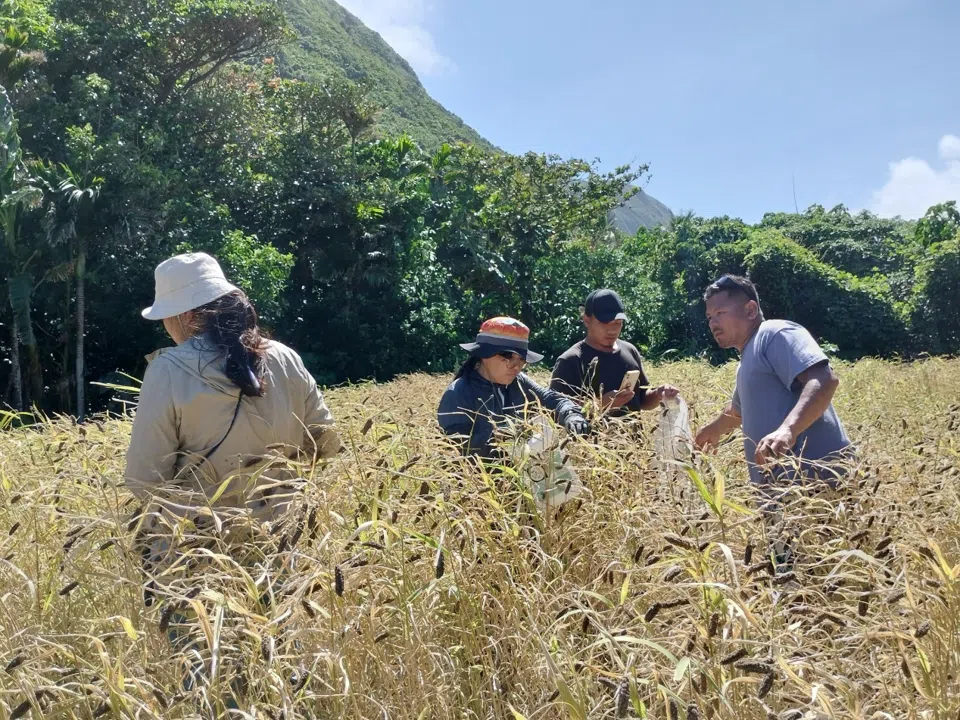 朗島部落 · IRARALAY 遵循傳統歲時農法，部落族人齊心收割黑金珍穀